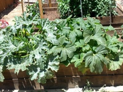 Zucchini&Squash photo IMG_20140605_125634.jpg